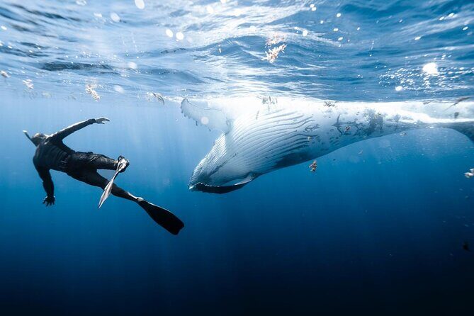 Private Marine Excursion and snorkeling in the lagoon of Moorea - The sandbank swim: when you want a break from goggles