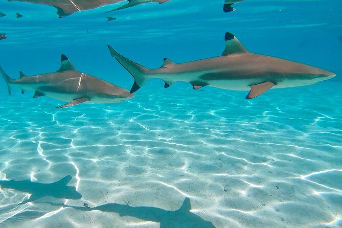 PRIVATE Sunset Tour: Moorea Snorkeling on a Catamaran named Taboo - Taboo in Moorea: a private sunset plan built for calm lagoon time