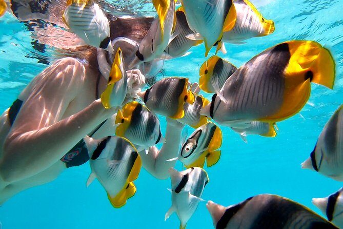PRIVATE Sunset Tour: Moorea Snorkeling on a Catamaran named Taboo - Practical things to know before you go