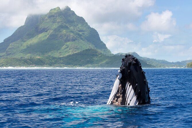 Private Tour: Bora Bora Whale Watching & Swimming Experience - Key things that make this whale tour worth your time