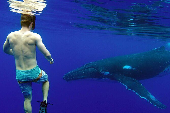Private Tour: Bora Bora Whale Watching & Swimming Experience - Entering Bora Bora by Private Boat (Up to 4 People)