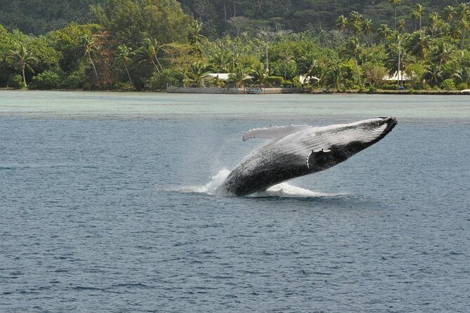 Private Tour: Bora Bora Whale Watching & Swimming Experience - What’s Included on Board (And How That Helps You Travel Lighter)
