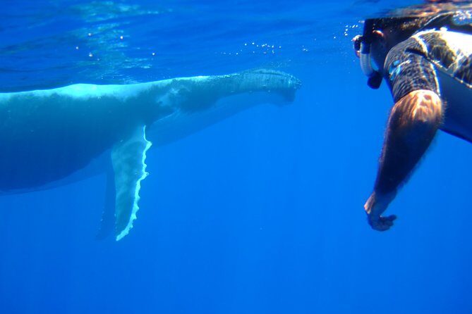 Private Tour: Bora Bora Whale Watching & Swimming Experience - The 3-Hour Flow: Pickup, Search, Whale Viewing, Optional Swim, Return