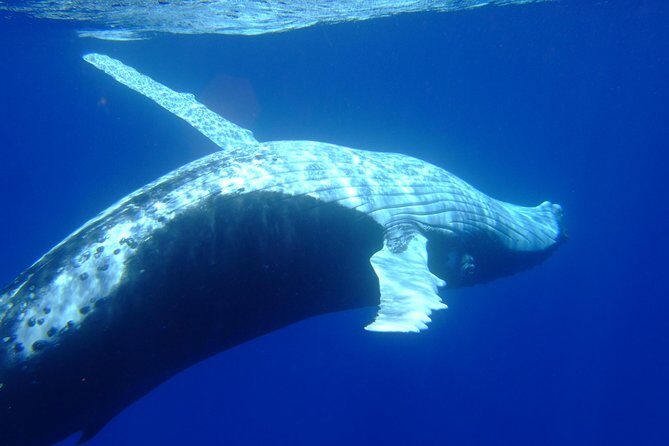 Private Tour: Bora Bora Whale Watching & Swimming Experience - Who Should Book This Whale Watching & Swim Tour?