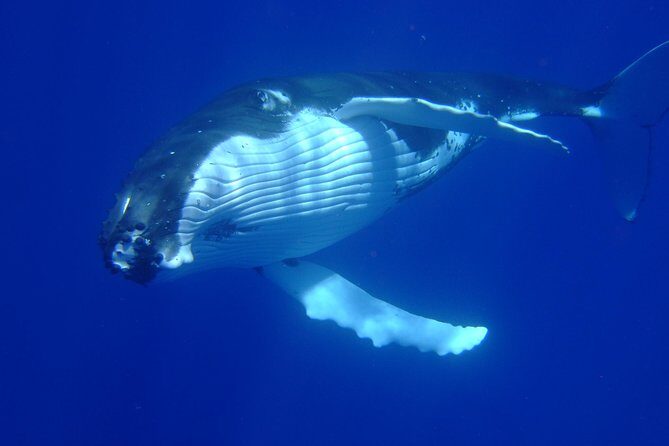 Private Tour: Bora Bora Whale Watching & Swimming Experience - Swimming with Whales: The Best Part, With One Big Reality Check