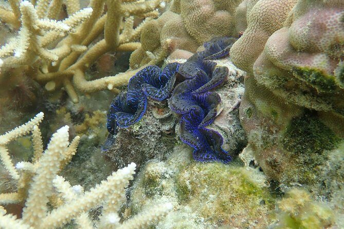 Private tour from Raiatea - 1/2 day excursion to Tahaa or other - Coral garden snorkeling: why this is the standout moment