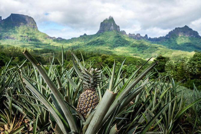 Private Tour Moorea 4WD - Belvedere Pineapple Farm, Magic Mount. - Key Things You’ll Care About on This Private 4WD Moorea Tour