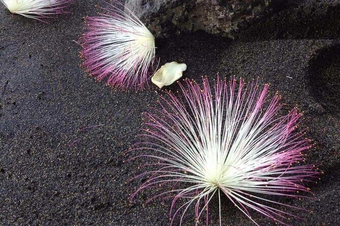 Private Tour of Tahiti's East Coast 3hours - Stop 1: Pointe Venus black sand and the Matavai Bay story