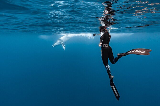 Private tour whale watching and snorkeling in Moorea - Key Highlights You’ll Actually Care About
