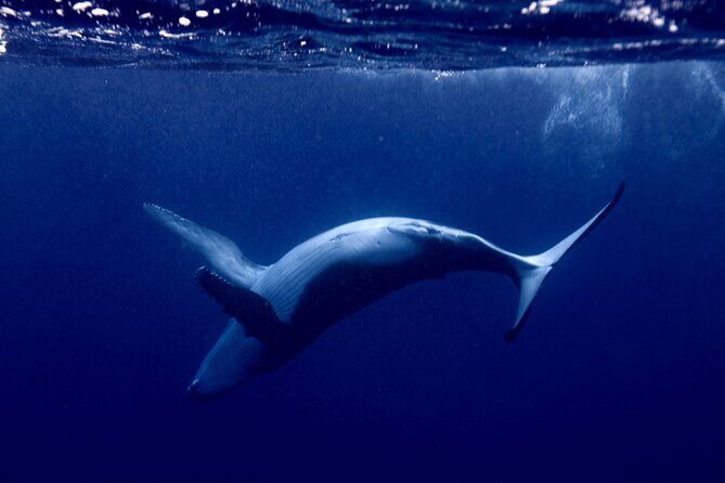 Private tour whale watching and snorkeling in Moorea - Moorea Humpbacks: Why This Private Format Feels Better