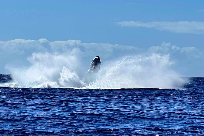 Private tour whale watching and snorkeling in Moorea - The Whale-Watching Loop: How the Day Stays Safe and Respectful