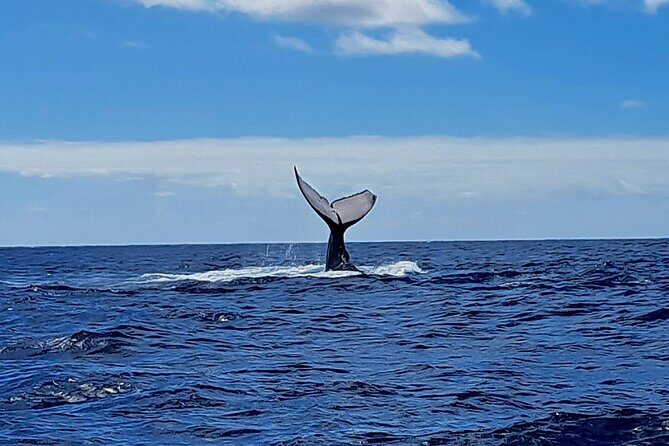 Private tour whale watching and snorkeling in Moorea - Snorkeling in the Ocean (or Lagoon) When It’s Worth It