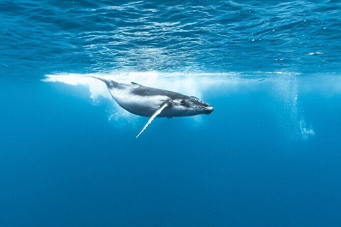 Private tour whale watching and snorkeling in Moorea - Coffee, Fruit Juice, Water, and a Sensible Gear Plan