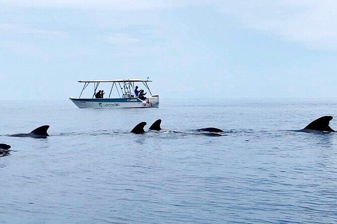 Private tour whale watching and snorkeling in Moorea - Value and Price: What You’re Paying For (and What You’re Not)