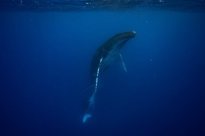 Private tour whale watching and snorkeling in Moorea - Your Private Boat Setup: Captain + Water Guide Rhythm