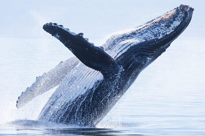 Private Tour Whale Watching Half Day Tour - Key things to know before you go