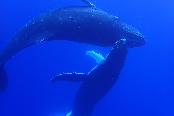 Private Tour Whale Watching Half Day Tour - Moorea whale watching, but with a behavior-first crew