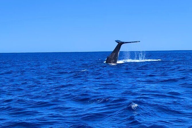 Private Tour Whale Watching Half Day Tour - Snorkeling with fins: how to match your comfort level
