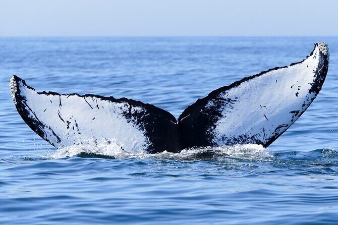 Private Tour Whale Watching Half Day Tour - What you get on board: snacks, drinks, and the comfort basics
