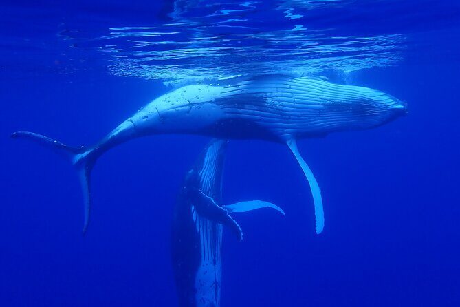 Private Tour Whale Watching Half Day Tour - Meeting at Moorea Marina: plan around no-transfer days