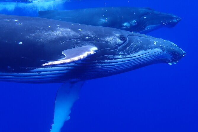 Private Tour Whale Watching Half Day Tour - When the crew launches and approaches whales (and when it doesn’t)