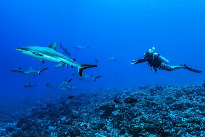 Rangiroa 2-tank Certified Scuba Dive - Key points before you go