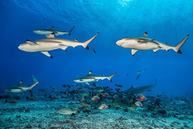 Rangiroa 2-tank Certified Scuba Dive - Should you book the Rangiroa two-tank outing with TOPDIVE?