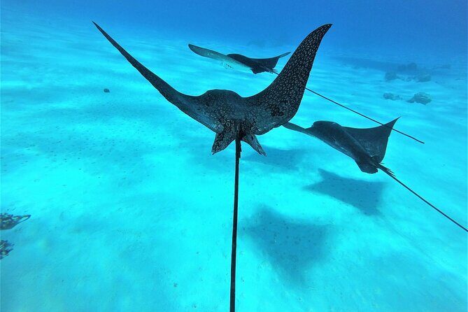 Reef Discovery Private Full Day Lagoon Tour & Water Lunch - Reef Discovery coral garden: your 30 minutes of up-close reef time