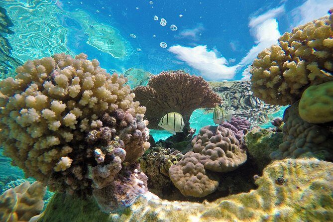 Reef Discovery Private Half Day Lagoon Tour - Reef Discovery Schedule: Morning, Afternoon, and How Much Time You Get