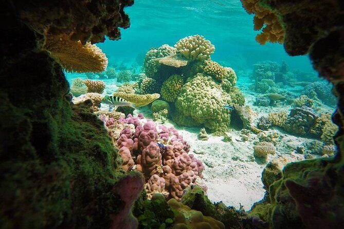 Reef Discovery Private Treasure Hunt - A private pirate hunt in Bora Bora Lagoon, designed for families