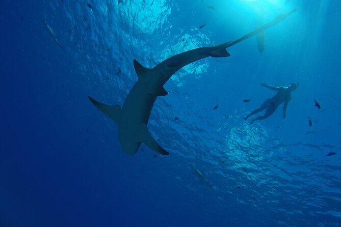 SHARED HALF DAY LAGOON TOUR - Bora Bora Cultural Lagoon Tour - The “life-size aquarium” swim: coral gardens and hundreds of fish