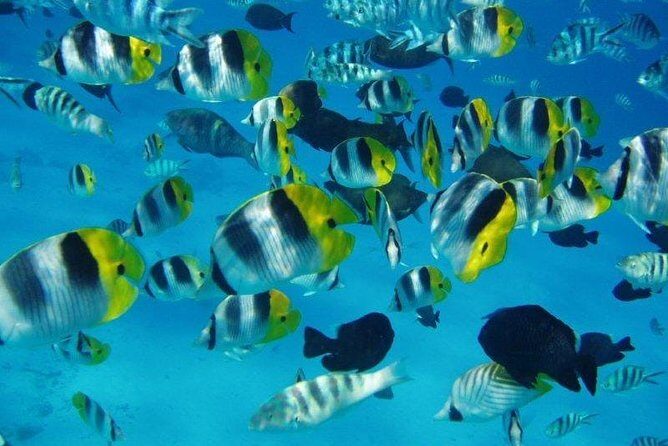 Small group snorkeling (5 people max): wrecks & tropical fishes at 3:30pm - Gear, comfort, and weather: pack like you’ll get wet