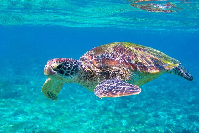 Snorkeling EN Underwater Scooter in Tahiti - Romualdo and Jordan: why the guide matters
