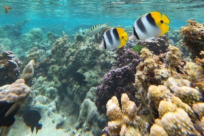 Snorkeling EN Underwater Scooter in Tahiti - What you’re likely to see: turtles, rays, sharks, and reef fish