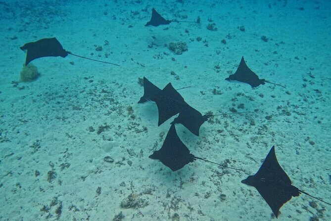 Snorkeling EN Underwater Scooter in Tahiti - Wrecks and a plane: when the scooter expands your options