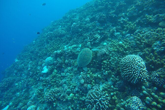 Snorkeling EN Underwater Scooter in Tahiti - Capturing memories: camera mount and your photo plan