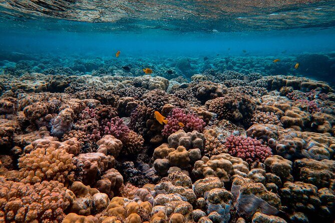 Snorkeling immersion in the wonders of Tahiti - Key highlights at a glance