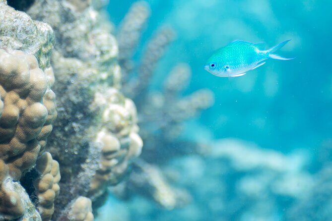 Snorkeling immersion in the wonders of Tahiti - Tahiti Lagoon Snorkeling: what you really see from the surface