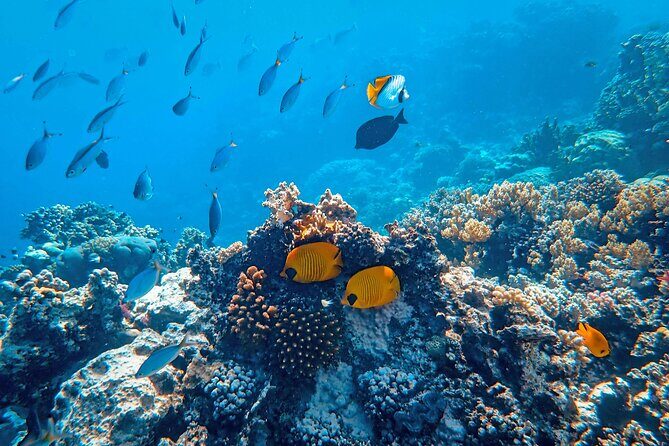 Snorkeling immersion in the wonders of Tahiti - The boat portion: why small-group timing feels better