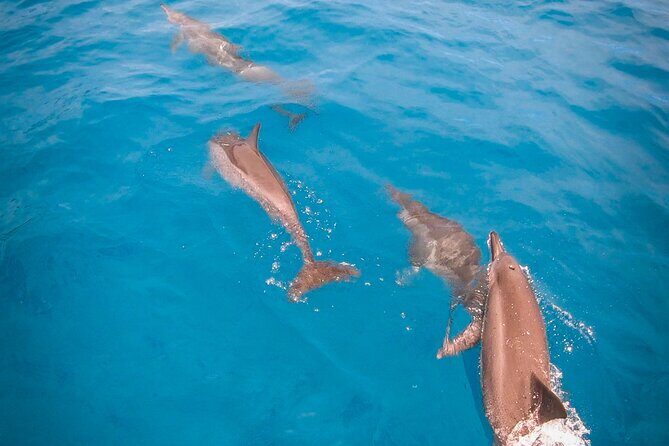 Snorkeling picnic in 4h30 with lunch in Tahiti - First snorkeling stop: the Aquarium-style wrecks and coral heart
