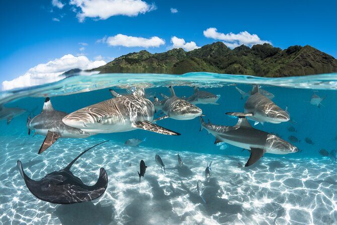 Snorkeling Tour in Moorea Aquatic Adventure Half Day - The Half-Day Flow: What 4 Hours Feels Like in Moorea