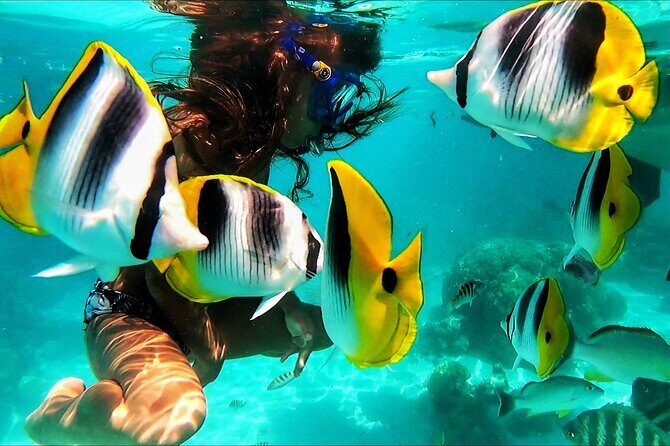 Snorkeling Tour in Moorea Aquatic Adventure Half Day - Price and Value: Is $182.20 Worth It?