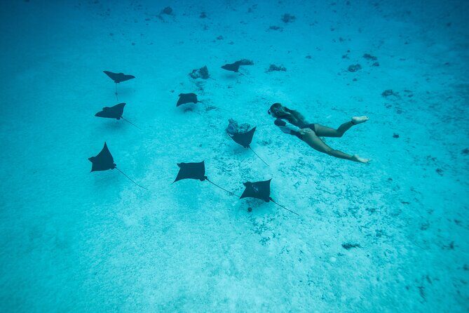 Snorkeling Tour in Moorea Aquatic Adventure Half Day - Who This Snorkeling Tour Is Best For