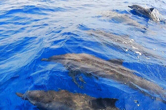 Snorkeling Tour in Moorea Aquatic Adventure Half Day - Should You Book Moorea Aquatic Adventure?
