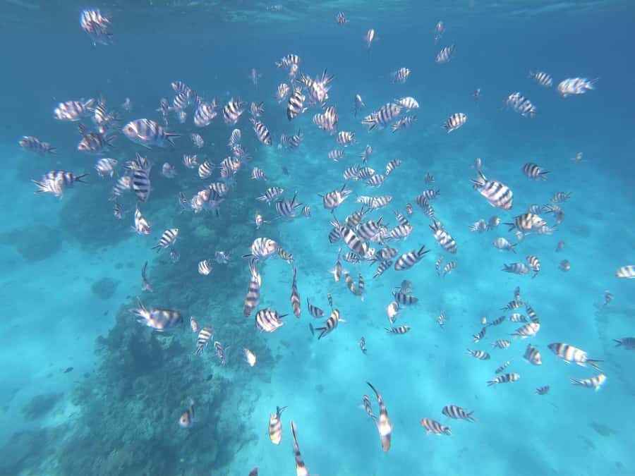 Tahiti island: 4 hours Snorkeling Tour - Price and value: is $187 per person reasonable?