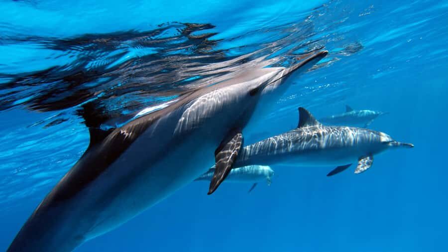 Tahiti island: 5 hours Snorkeling Picnic - Snorkel Stop #1: Wrecks and a Sunken Plane in an Underwater Aquarium