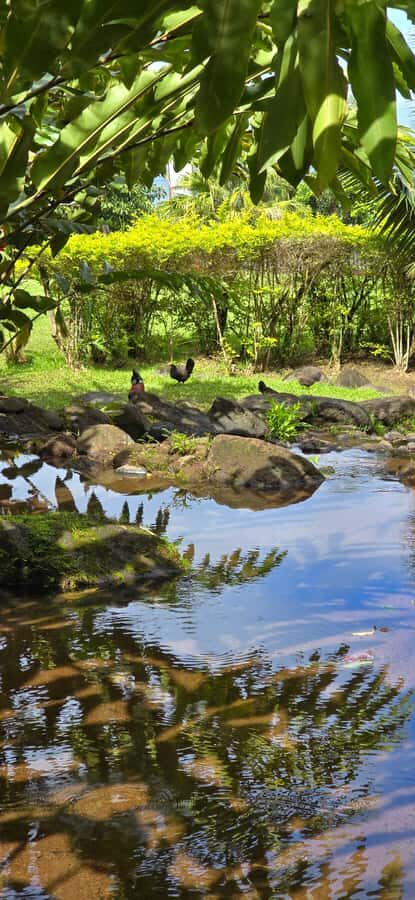 Tahiti: Private Half Day Culture and Nature Highlights Tour - Stop 5: Phaeton Bay—where shelter and seafaring meet