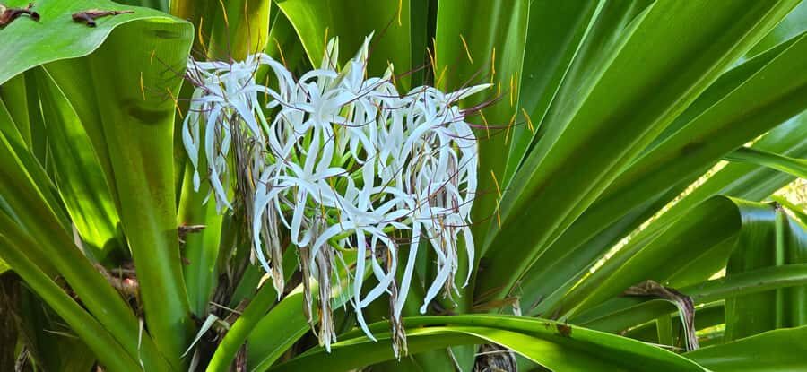 Tahiti: Private Half Day Culture and Nature Highlights Tour - Stop 7: Venus Point and Matavai Bay—monuments plus the Cook and tattoo connections