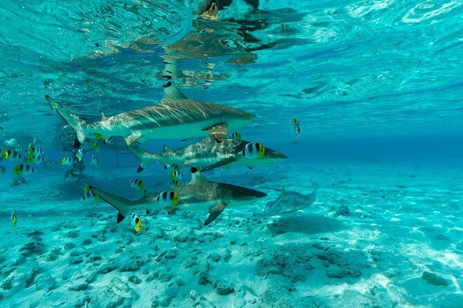 Toa Boat Bora Bora Private Lagoon tour On Ambassador Boat - Snorkeling in Bora Bora: Gear Included, Spots Handpicked