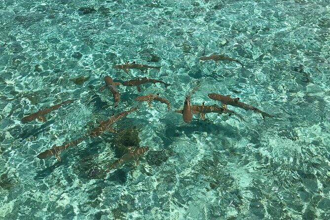 Toa Boat Bora Bora Private Lagoon tour with Lunch on Entertainer Bar Boat - Price and Value: Is $795 Actually a Smart Splurge?